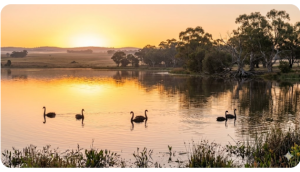 Black swans swimming on Lake Yealering at sunrise with calm reflective water and gum trees along the shore in Western Australia’s Wheatbelt.