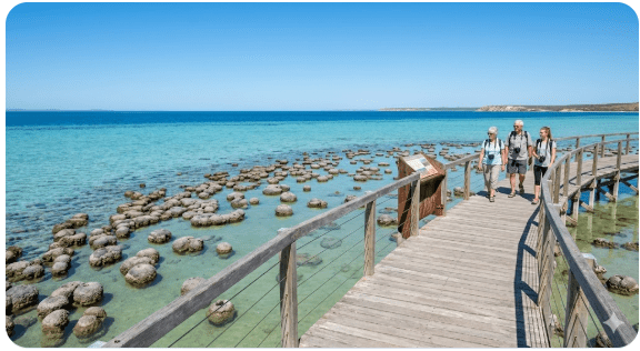 Wide wooden boardwalk extending over ancient stromatolites in shallow turquoise waters at Hamelin Pool, Shark Bay, Western Australia, under a clear blue sky