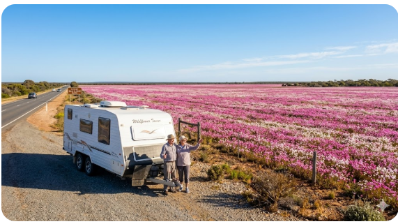 Everlasting wildflowers covering paddocks beside the Brand Highway near Cataby Western Australia in spring